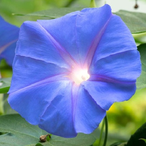 Morning Glory – Blue Star